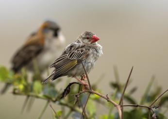 Operazione “Turdus Aureus”: smascherata rete di traffico illegale di avifauna