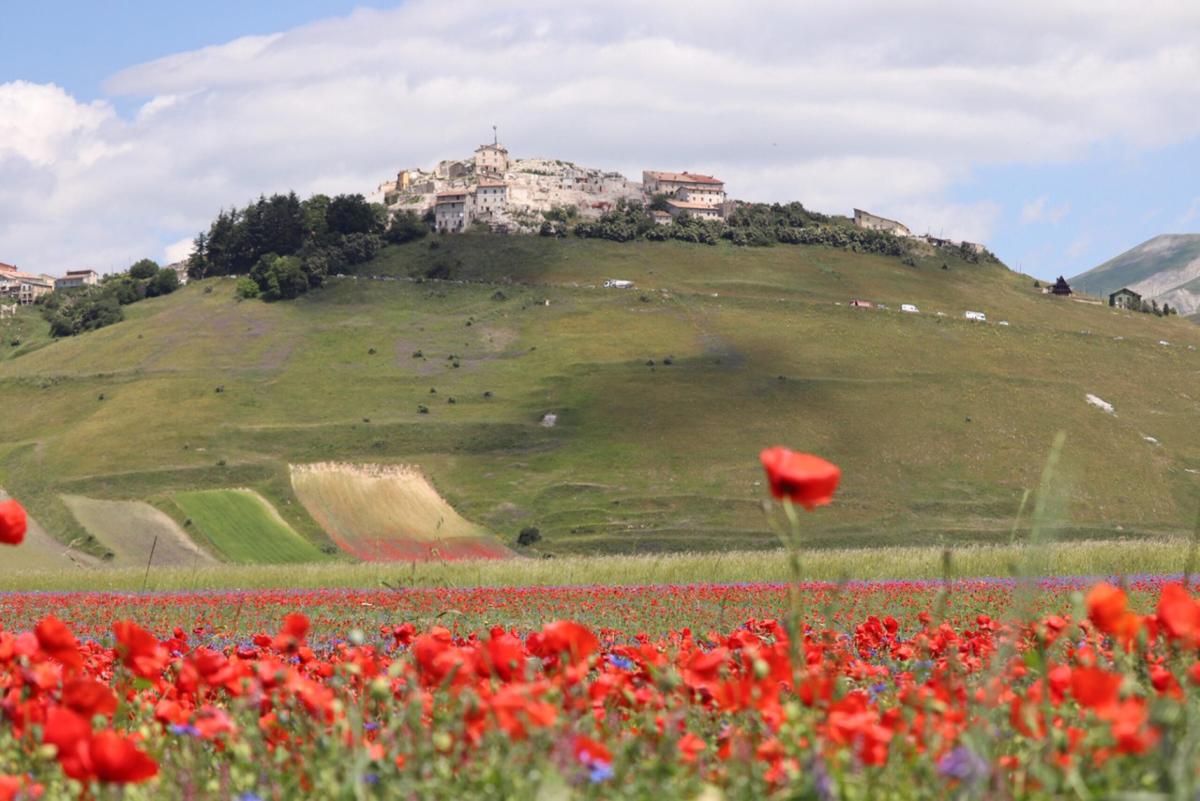 Fioritura di Castelluccio, torna il bus navetta per difendere l’ambiente