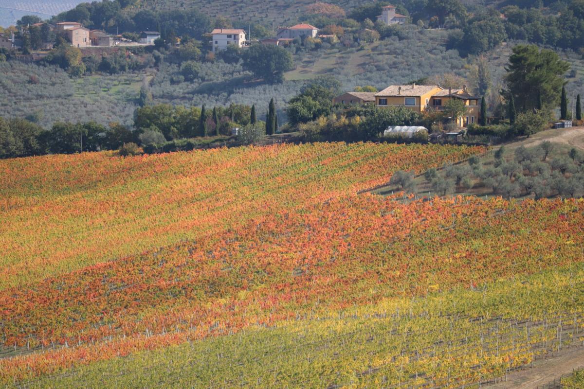 Forza Italia Umbria punta al bis: ricandidati i sindaci di Torgiano e Gualdo Cattaneo