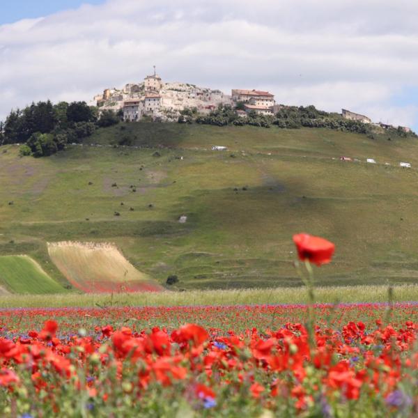 Fioritura di Castelluccio, torna il bus navetta per difendere l’ambiente