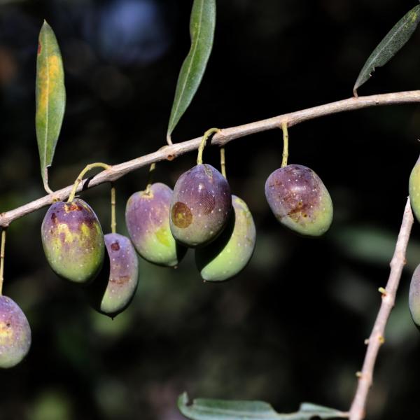 Deruta, alla scoperta delle eccellenze umbre: Nocciola tonda Francescana e Olio e.v.o