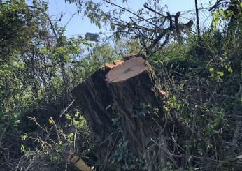 Perugia: vicenda abbattimento alberi protetti, 12 querce, nel tratto viario di Casaglia in virtù del passaggio del Giro D’Italia. Terza  parte.