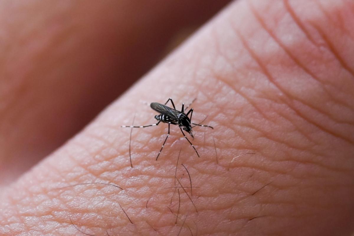 Torna l’allarme dengue: due nuovi casi a San Gemini. Madre e figlio ricoverati