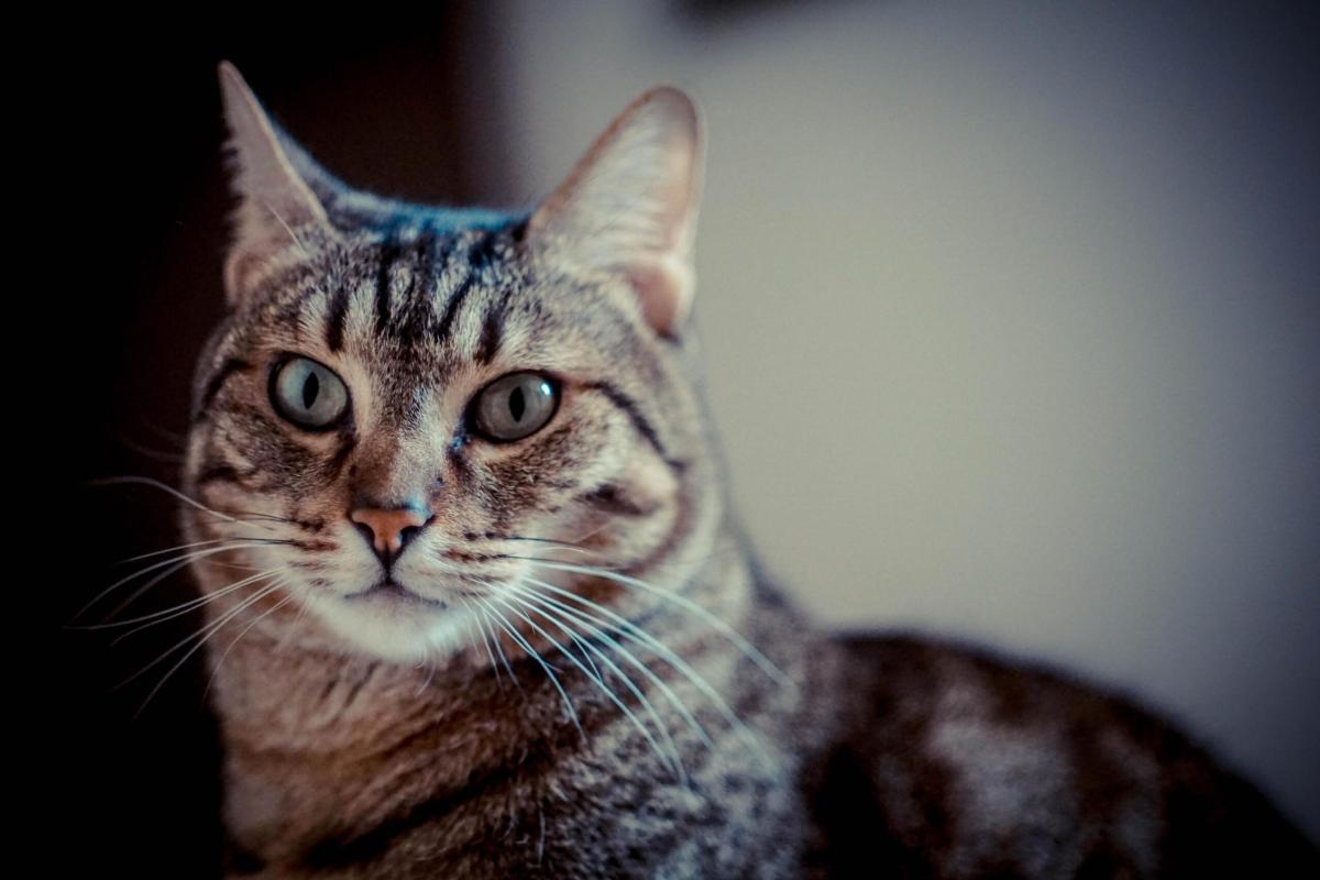 A Gubbio, il giallo della colonia felina e del lascito di Carlo Cecchini