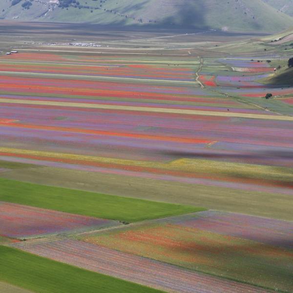 Fioritura di Castelluccio, stop al traffico per quattro domeniche: 16, 23 e 30 giugno, 7 luglio