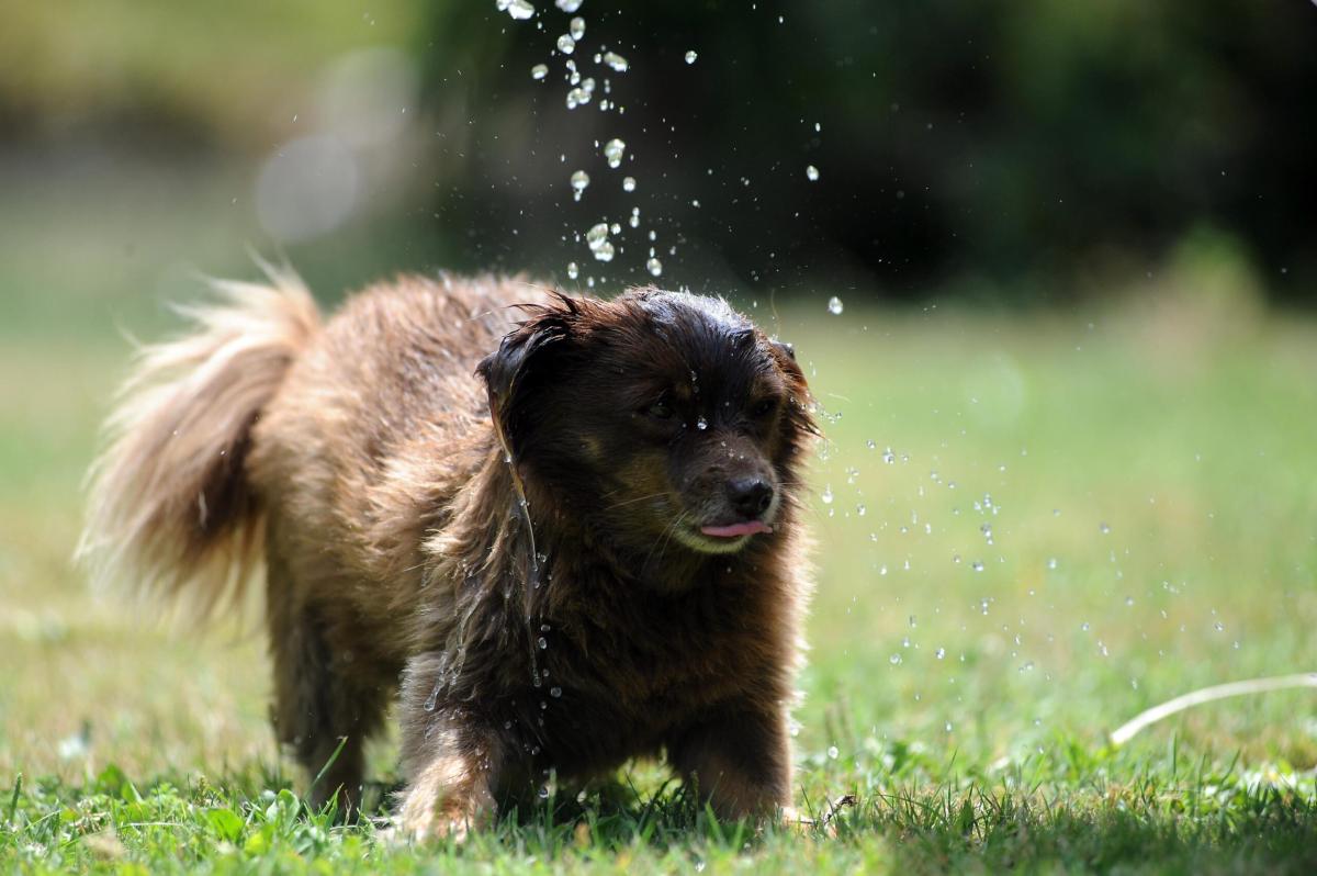 Orvieto, mette al cane un collare che dà scosse: subito denunciato