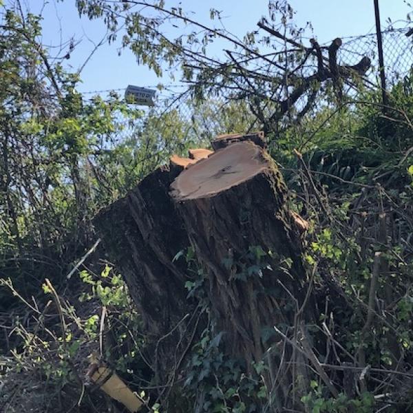 Perugia: vicenda abbattimento alberi protetti, 12 querce, nel tratto viario di Casaglia in virtù del passaggio del Giro D’Italia. Terza  parte.