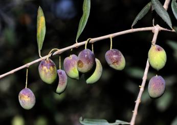 Deruta, alla scoperta delle eccellenze umbre: Nocciola tonda Francescana e Olio e.v.o