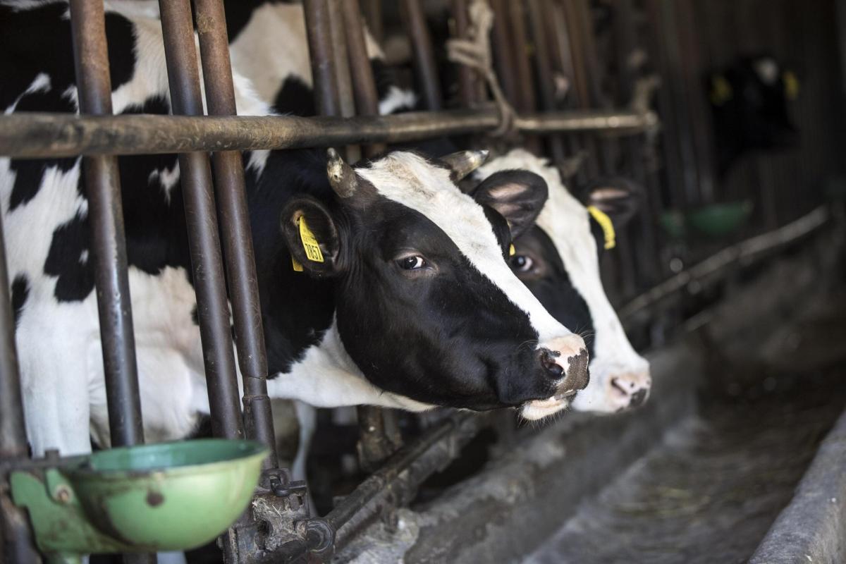 Umbria, nasce la ‘Casa degli animali Lav’ per animali maltrattati e sfruttati