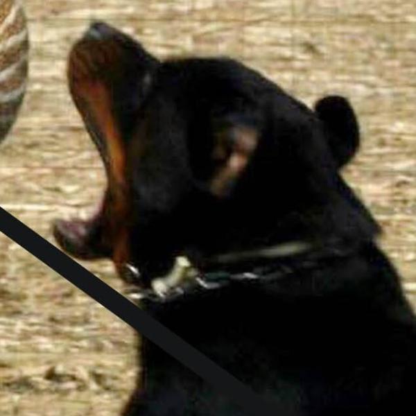 Aggressione shock a Bevagna: Rottweiler attacca bambino