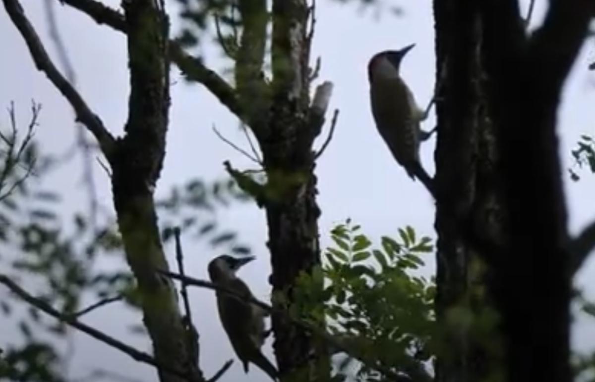 Il piccolo bosco di Lubriano, rifugio del Picchio Verde e di animali rari, simbolo di storia e tradizione