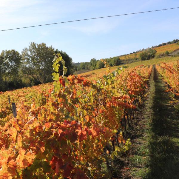 Ristoranti a Montefalco: ecco alcuni dei migliori indirizzi dove assaporare la vera cucina umbra