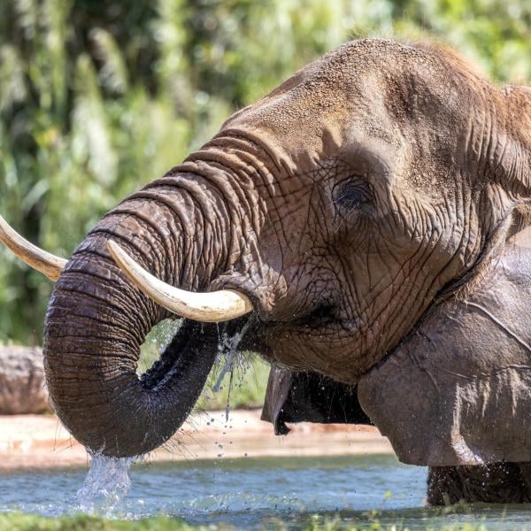 Elefante in centro ad Amelia: arriva la risposta e il chiarimento da parte del Comune all’allarme lanciato dagli ambientalisti