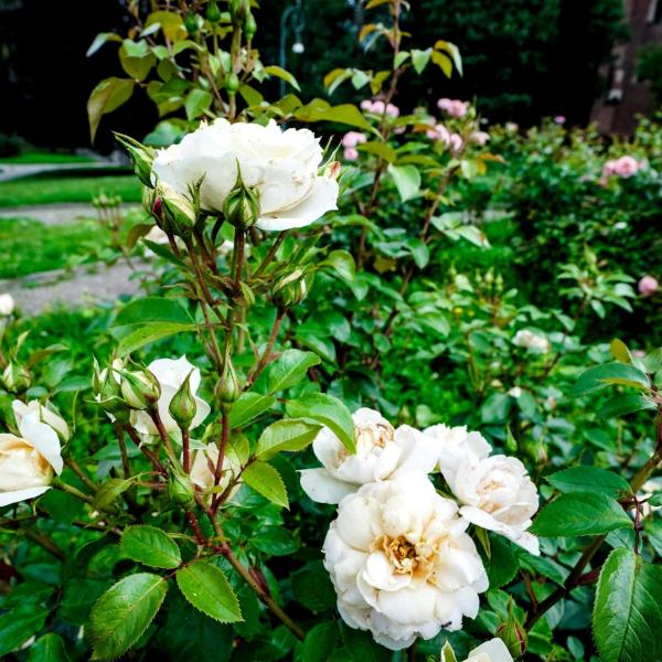 Terni si prepara alla 37esima edizione della Festa delle Rose: il programma dell’evento