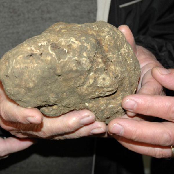 Mostra mercato del tartufo bianco e della patata di Pietralunga: celebrazione di sapori e tradizioni