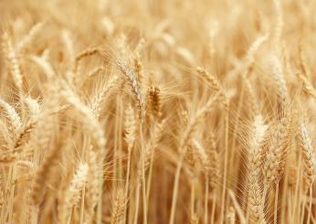 Umbria, crescita della produzione di grano nel 2024: il dato