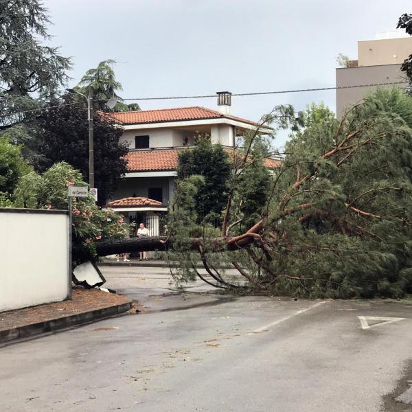 L’albero pericolante tagliato dai Vigli del Fuoco, taglia in due Perugia per un’ora