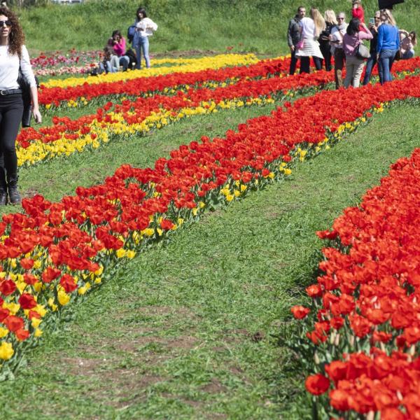 TuliPark di Spoleto: un tuffo nei colori della terza edizione