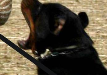 Aggressione shock a Bevagna: Rottweiler attacca bambino