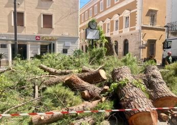 Terni, il pino di Largo Villa Glori è stato abbattuto. Una questione sofferta