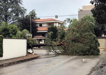 L’albero pericolante tagliato dai Vigli del Fuoco, taglia in due Perugia per un’ora