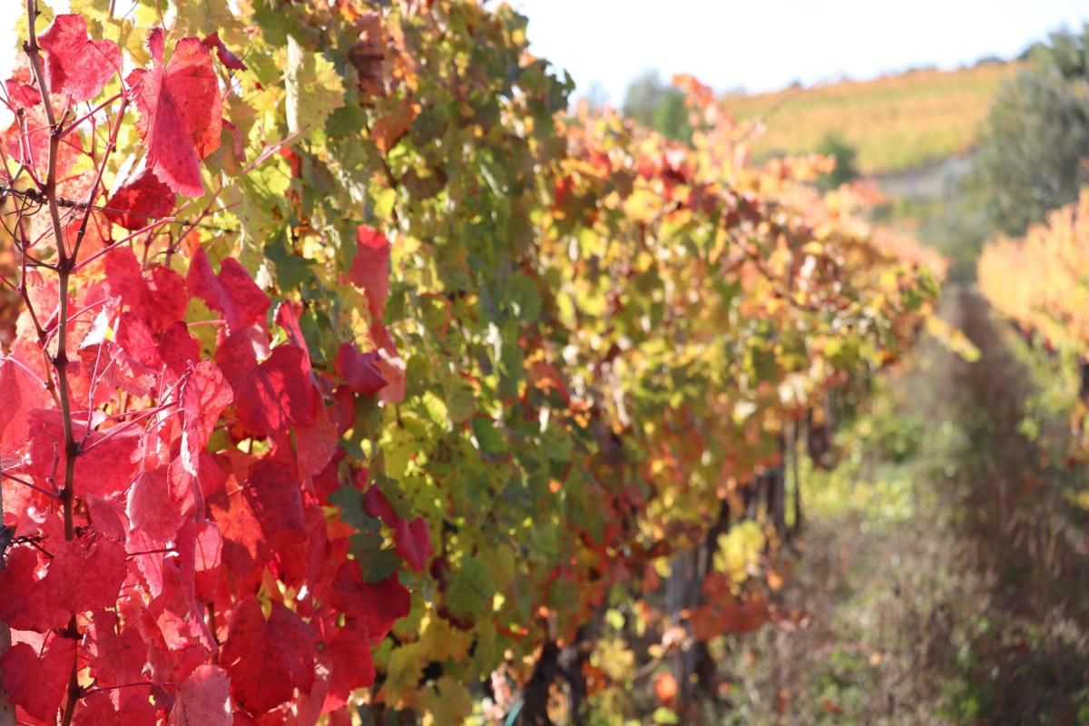 Vini in Umbria: ecco i principali e più amati vini della regione