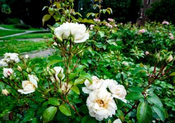 Terni si prepara alla 37esima edizione della Festa delle Rose: il programma dell’evento