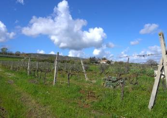 Festa della Vernaccia di Cannara, la tradizione incontra la bontà: ecco il programma