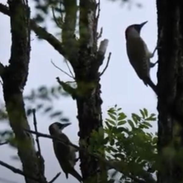 Il piccolo bosco di Lubriano, rifugio del Picchio Verde e di animali rari, simbolo di storia e tradizione