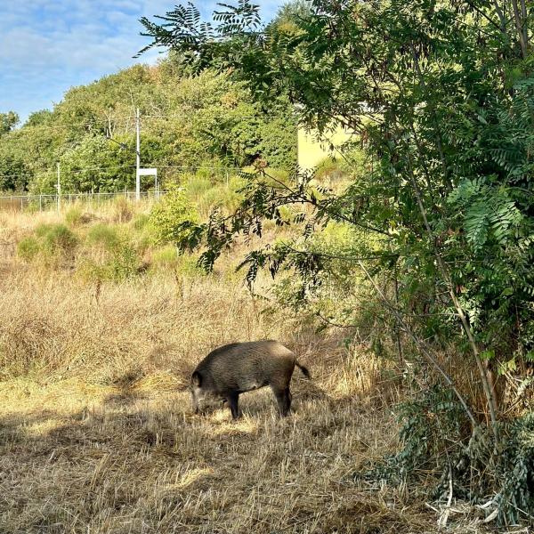 Perugia, jogging mattutino con cinghiale al Percorso Verde. Mancini (Lega): “Ci manca solo il pitstop per bere alla Fontana Maggiore”