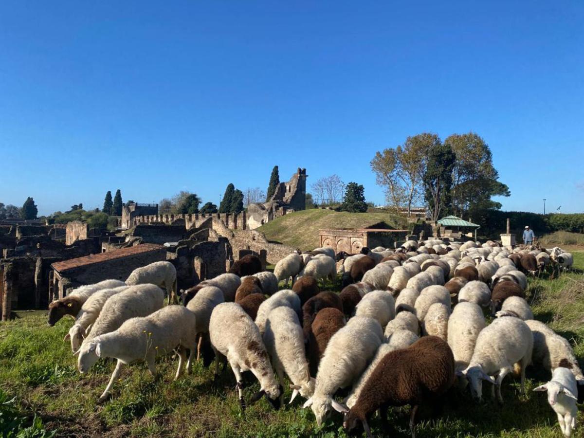 Gregge pignorato e aste deserte: il destino delle pecore di Ocenelli e la tutela degli animali invenduti