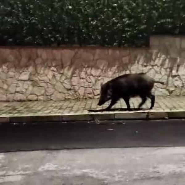 Cinghiali in città. Nuovo incontro ravvicinato a Perugia