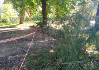 Manutenzione degli alberi, a Terni scatta la ricognizione sul patrimonio verde