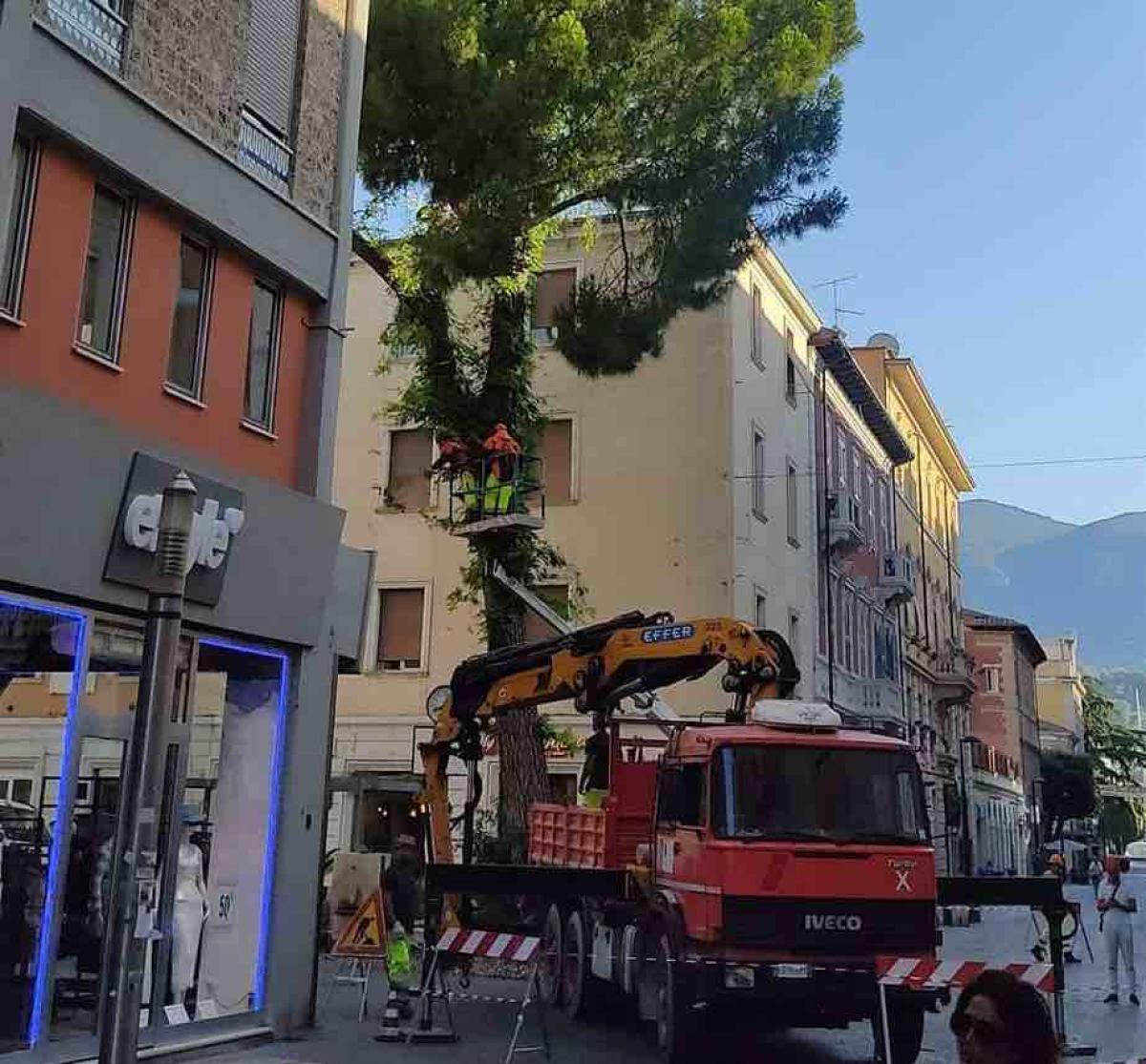 Sterlini sull’abbattimento dell’albero in Largo Villa Glori: intervento necessario