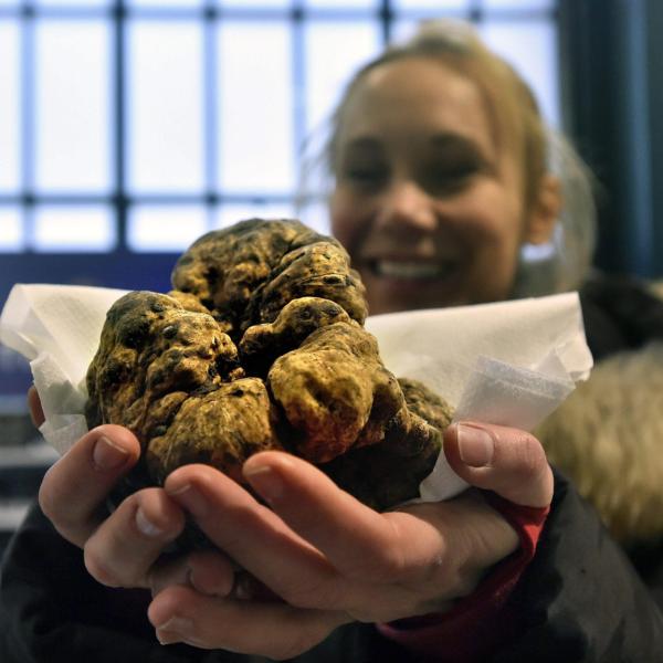 Alla Fiera del Tartufo di Gubbio premiato il “Tartufo più grosso”. Manifestazioni della prima settimana