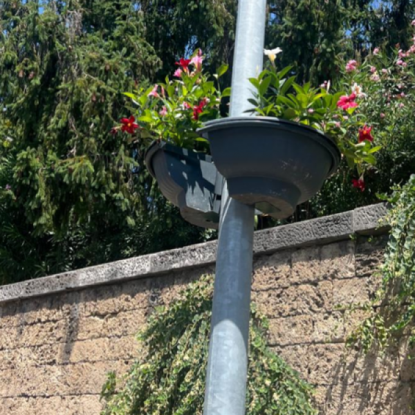 Terni, spariscono le fioriere dai pali. Il Comune rassicura: “Stiamo sostituendo le piante”