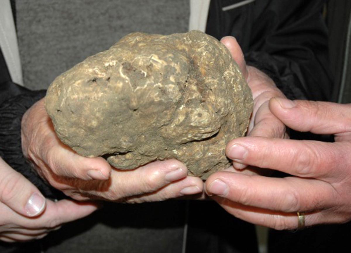 Mostra mercato del tartufo bianco e della patata di Pietralunga: celebrazione di sapori e tradizioni