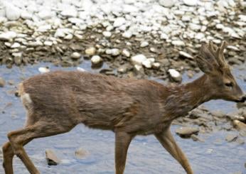 Capriolo in fuga a Terni, Palazzetti di Wild Umbria: “E’ qui da mesi e non è il solo”