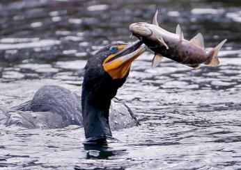 La palude di Colfiorito: un paradiso per la fauna avicola