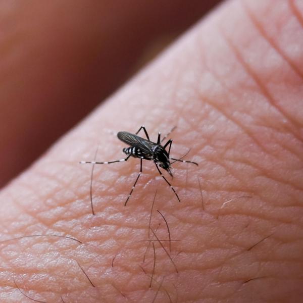 Torna l’allarme dengue: due nuovi casi a San Gemini. Madre e figlio ricoverati