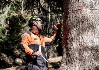 Torgiano, taglio illegale di porzioni di bosco: chi è stato