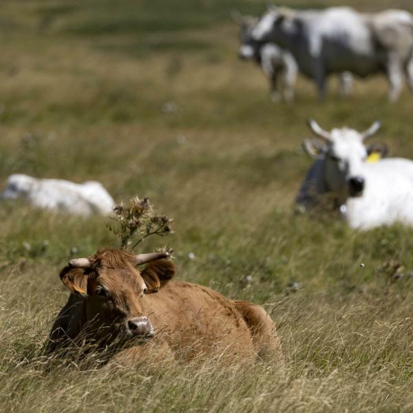 Tutto pronto per Agriumbria: ecco le novità dell’edizione 2024