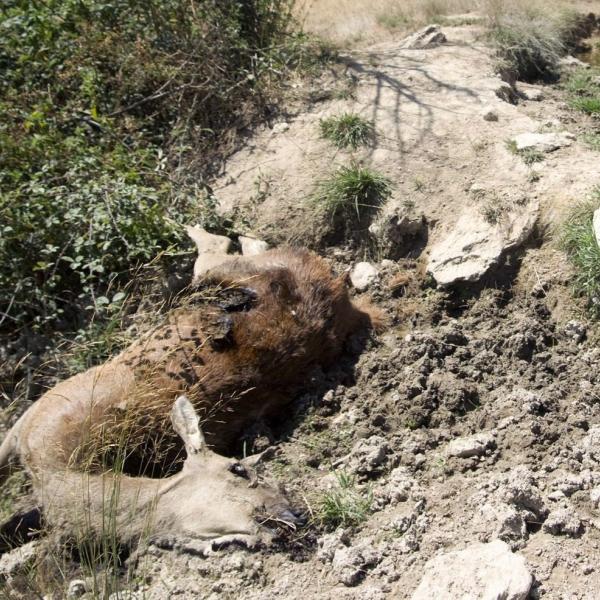 Mistero a bordo strada: rinvenuto cerbiatto morto tra Piccione e Gubbio