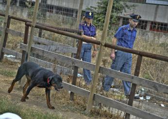 Due rottweiler in fuga a Terni uccidono un gatto