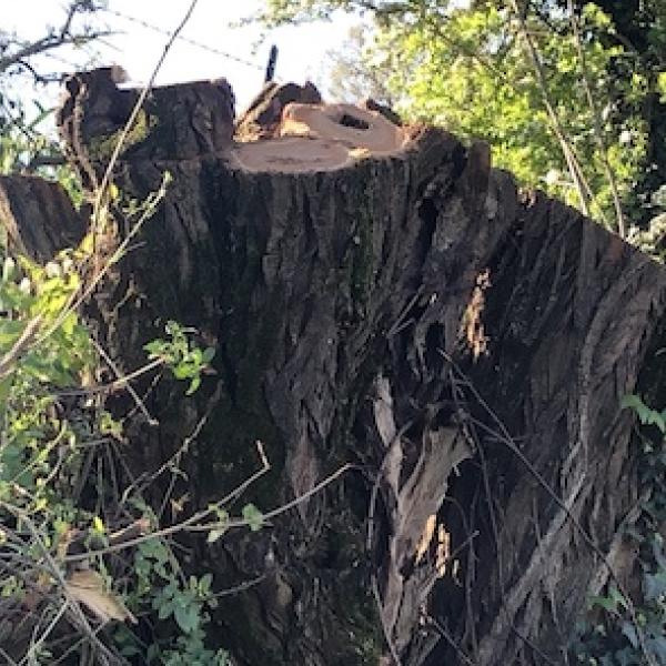 Perugia: vicenda abbattimento alberi protetti, 12 querce, nel tratto viario di Casaglia in virtù del passaggio del Giro D’Italia. Seconda parte dell’inchiesta.