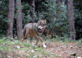 Narni, approvato il regolamento che tutela i sentieri boschivi dai veicoli