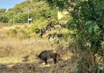 Perugia, jogging mattutino con cinghiale al Percorso Verde. Mancini (Lega): “Ci manca solo il pitstop per bere alla Fontana Maggiore”