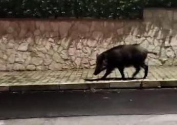 Cinghiali in città. Nuovo incontro ravvicinato a Perugia