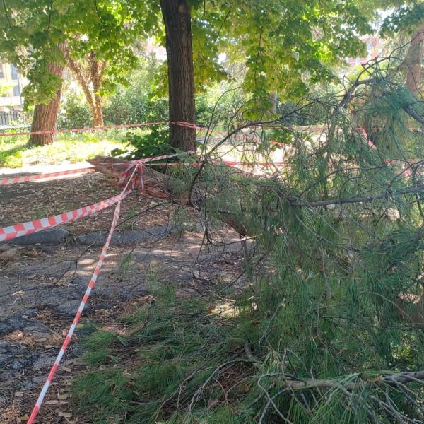 Manutenzione degli alberi, a Terni scatta la ricognizione sul patrimonio verde