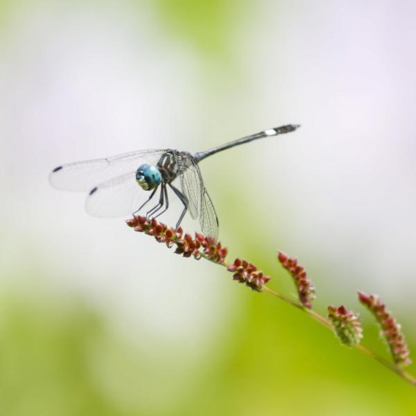 LIFE IMAGINE Umbria: al via la formazione avanzata per la salvaguardia della Rete Natura 2000